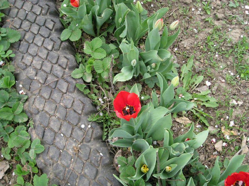 Вторая жизнь старых покрышек, украшение дачи