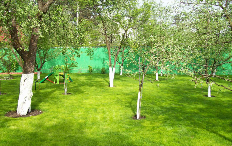 Сад на участке 12 соток