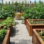 Дорожка из гравия среди грядок