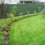 Хвойные на участке