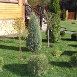 Кустарники перед домом