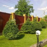 Ели у забора