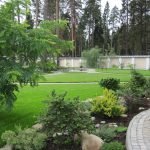 Ива у забора