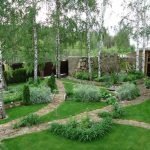 Березы на участке