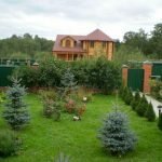 Хвойные вдоль дорожки