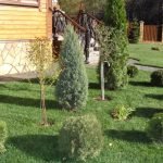 Хвойные у крыльца