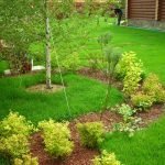 Кустарники вокруг деревьев