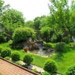 Самшит вдоль дорожки