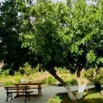 Деревья возле частного дома