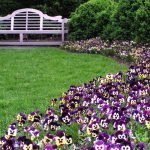 Газон на участке