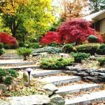 Красный клен у дома