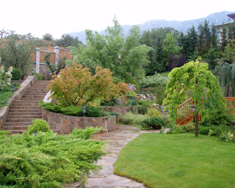 Можжевельник вдоль лестницы