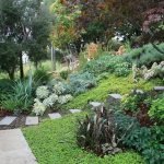 Хосты в саду