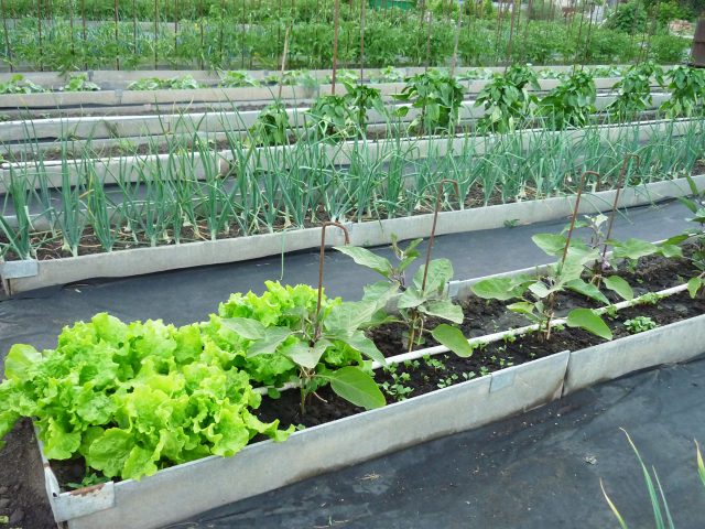 Особенности высоких грядок и их преимущество